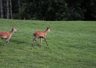 Parc National de Killarney (60)